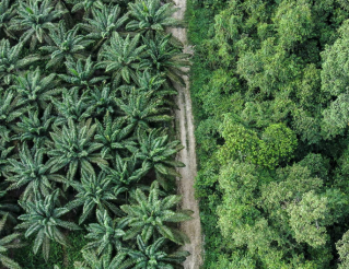 palm-oil-conservation-drones