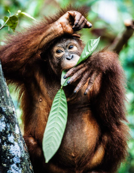 Rehabilitated young orangutan Perry van Duijnhoven