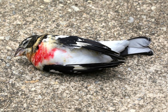 bird death from window strike