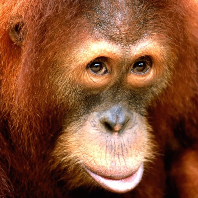 orangutan-conservation-drones