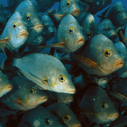 how-to-stop-overfishing