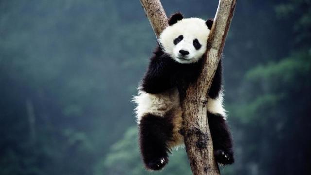 panda-flagship-species