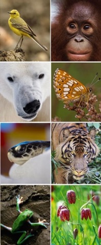 biodiversity-flagship-species