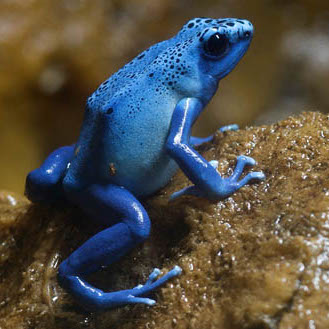 chytrid-frog-recovery