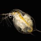 Daphnia University of Naples