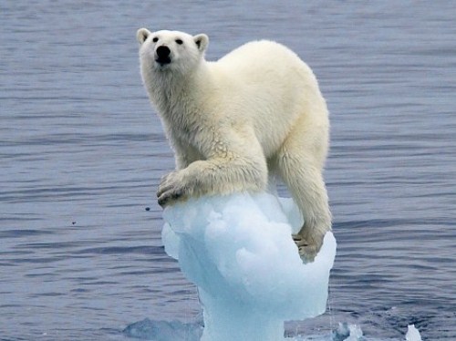 polar-bear-flagship-species