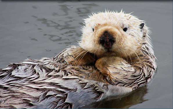 sea-otter-flagship-species