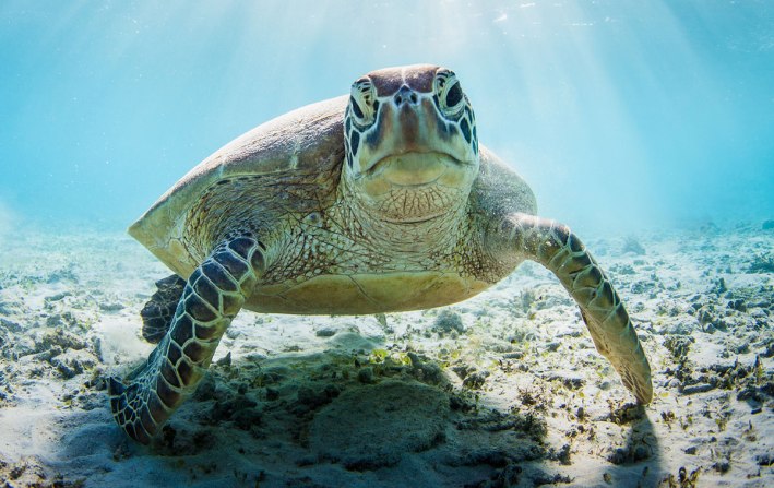 Sea-turtle-houston-zoo
