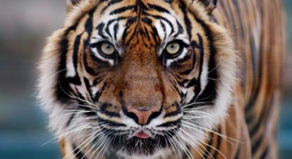tiger-flagship-species