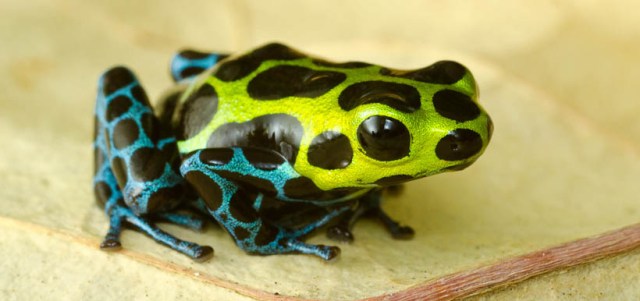 poison-dart-frog-chytrid
