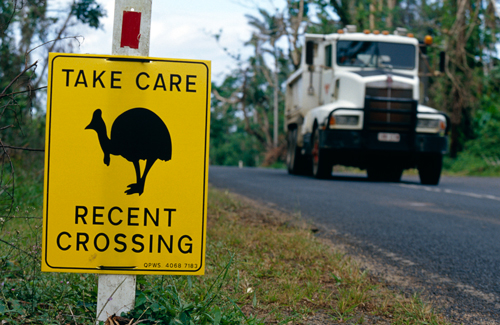 slow-down-prevent-roadkill