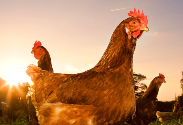 chicken-carbon-footprint