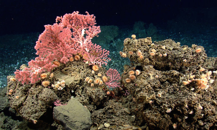 Northeast-canyons-and-seamounts