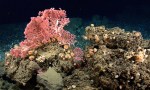 Northeast-canyons-and-seamounts