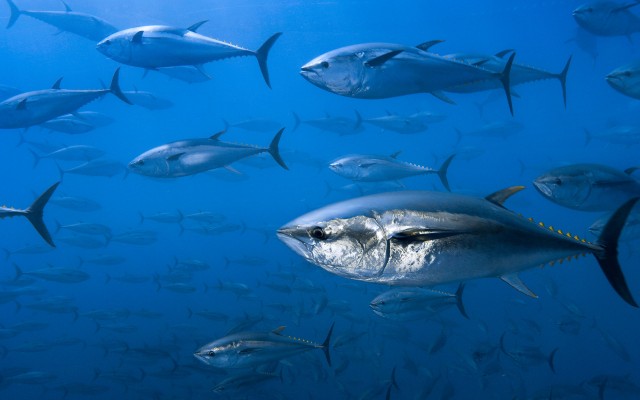Northern bluefin tuna, Spain