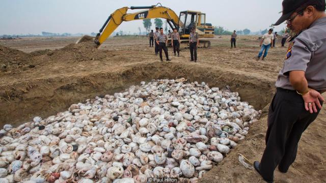 Pangolin seizure paul hilton.jpg
