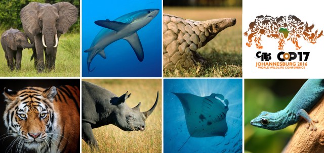 elephant-shark-pangolin-tiger-rhino-manta-gecko