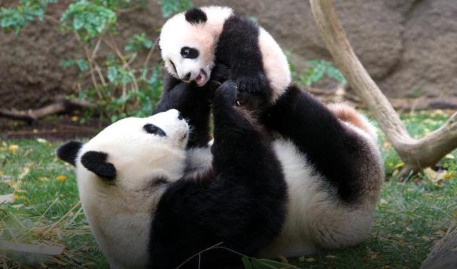san-diego-zoo-giant-panda