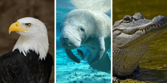 Endangered Species Act