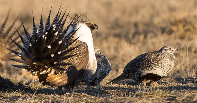 Greater Sage Grouse